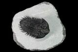 Coltraneia Trilobite Fossil - Huge Faceted Eyes #165922-1